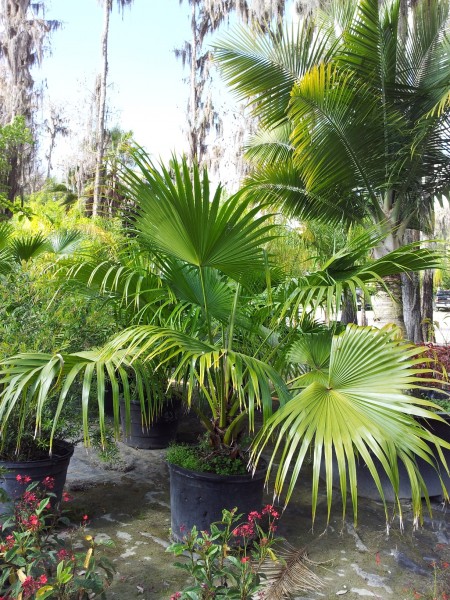 Chinese Fan Palm at Laurel Oaks Nursery Tampa