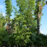 Giant Timber Bamboo
