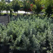 Silver Buttonwood