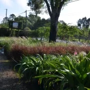 Fountain Grasses