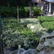 Ground Cover