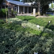 Ground Cover