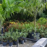 Florida native plants