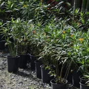 Dracaena