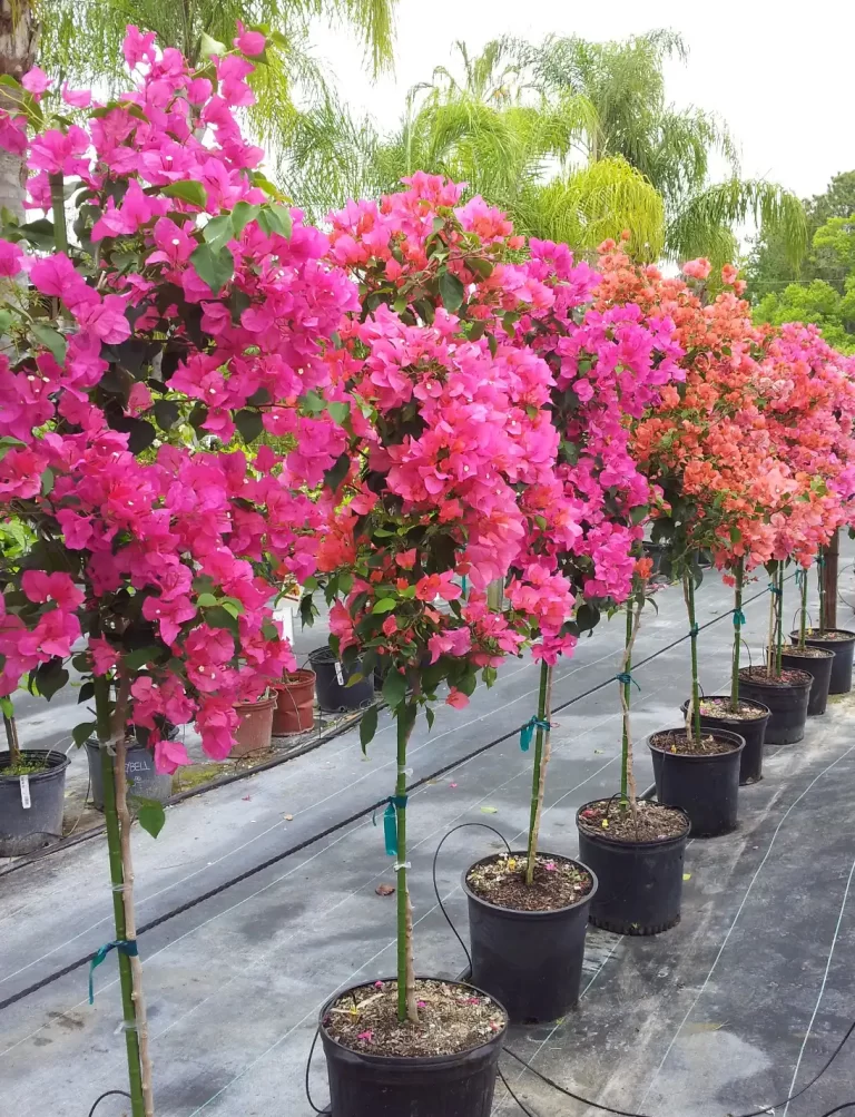 Bougainvilleas Are Putting On a Show at Laurel Oaks Nursery
